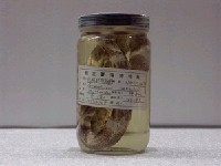 藏品(疏條紋裸胸鯙)的圖片